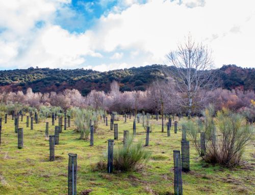 Eco2 International compensará la huella de carbono de Net Zero Tech 2025